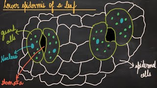 Life Processes in Plants (Photosynthesis) | Webinar | LabTurtle