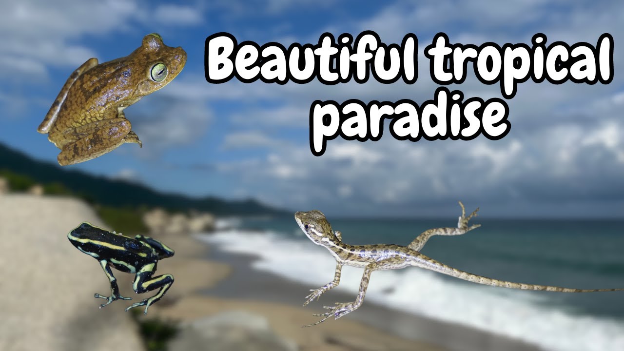 Herping in PNN Tayrona (Colombia) - Part 1