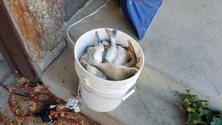 White Bass at Lincoln Beach - Utah Lake (catch and cook)