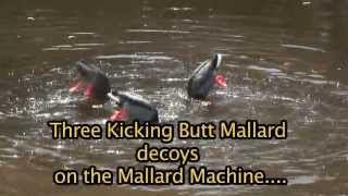 Mallard Machine and kicking Butt Decoys (short)