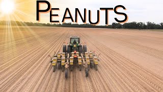 Last Day Planting Peanuts screenshot 4