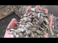 Grotech sunflower seeds sorting machine by mr wen cao whatsapp 8618326110167