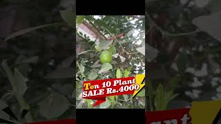 Invest in Agriculture Business Learning Business #businessowner #business #startup #agroinvestment