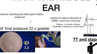 attenuation reflex explained ear physiology with memory queues