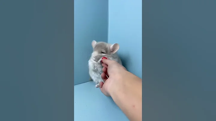 Watch the video about A Little Dragon Cat Also Needs To Be Taken Care Of Like A *****... #Cute Pets #Dragon Cat