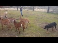 Australian Kelpie Stock Dog Training Australian Kelpie Stock Dog Training