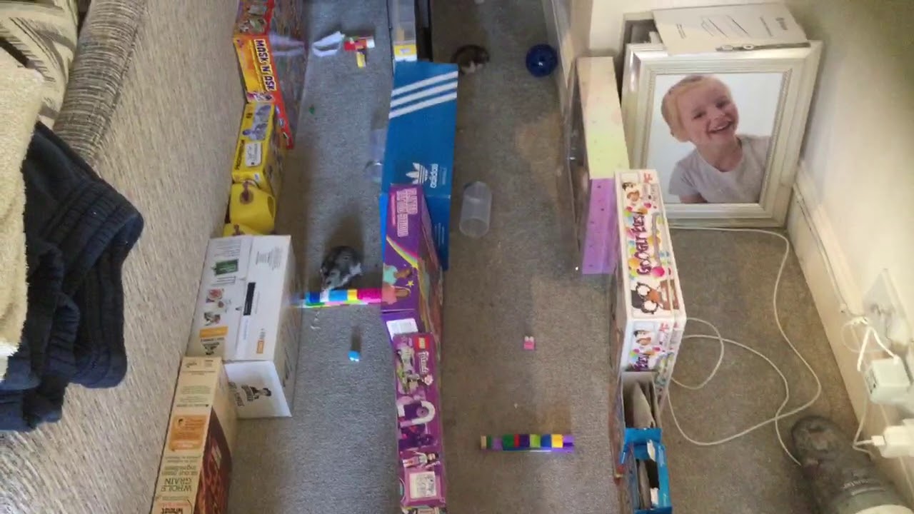 Super Hamsters racing - YouTube