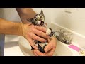 First Bath for Kitten who Meows in Protest!