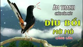 Tiếng Chòe lửa kích lửa [ MÁI   TRỐNG HÓT NHẸ NHÀNG -DÌU BỔI ] ,tạch, đập đuôi kích chòe lửa căng