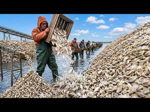 Billions of Oysters Were Dumped Into Chesapeake Bay — What Grew Back Shocked Scientists