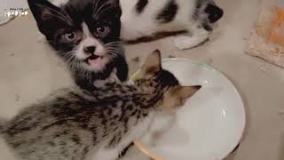 Time To Drinking Milk | Love & Care | Me And My Kittens | Sehar & Cats