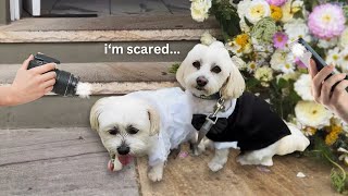 My Dogs Go To A WEDDING!