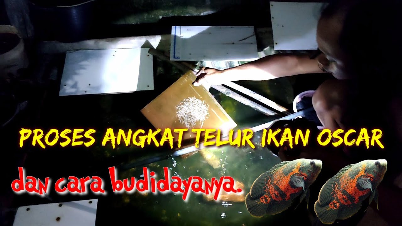 #ikanoscar #ikanhias Cara bagaimana ternak ikan OSCAR dan gimana cara
