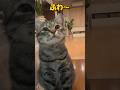 【保護猫ピノ君】「なぁ〜」と、大いに同意する返事が可愛い#猫 #保護猫