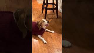 Bro was staring down that food 😭 #dog #funny #viral #funnydogs