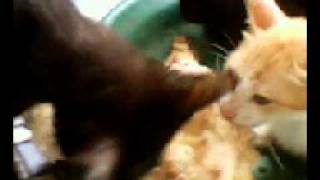Donden The Cat