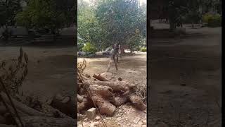 🥺Shri Dilip Singh inter College bakarganj ko goraju Kaushambi#viral #trending