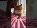 Le chat le plus élégant du monde : le Persan.✨🐈