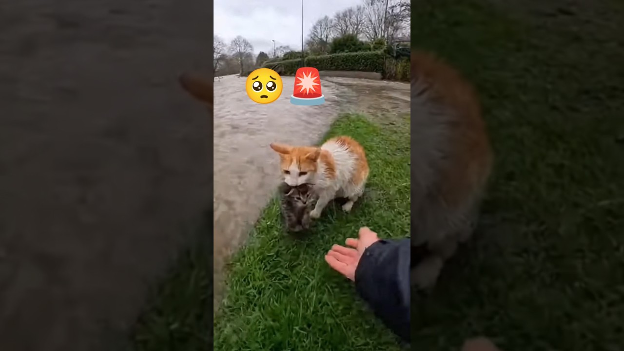 Mother Cat and Kitten Rescued Near Flood Water | 🐾🌊 