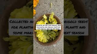 Marigold plant seeds collection for next season #shorts #shortsfeed #marigoldseeds #marigold Marigold plant seeds collection for next season #shorts #shortsfeed #marigoldseeds #marigold