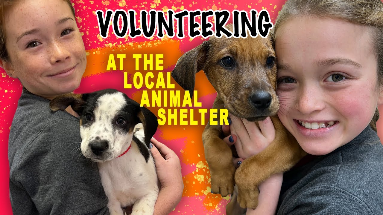 Volunteering at the Local Animal Shelter *🥰😺🐶* YouTube