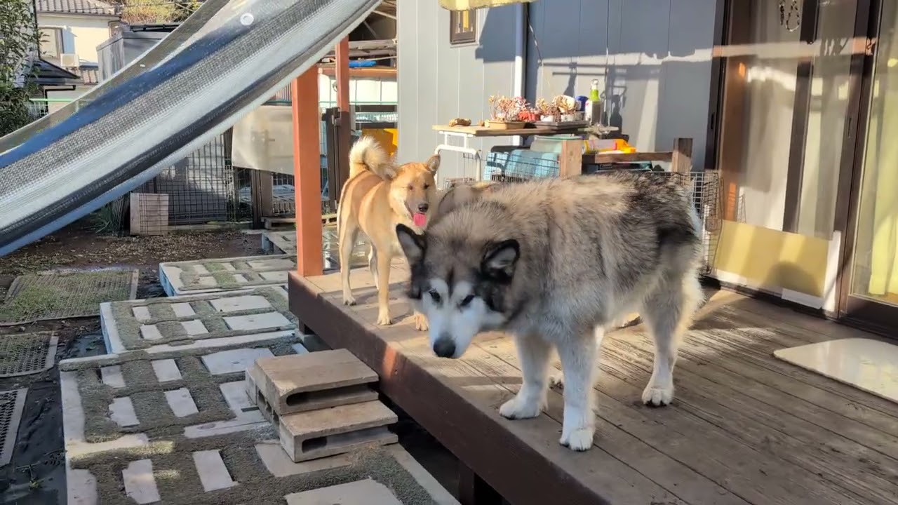 A.ハスキーとA.マラミュートと雑種のファミリーうまくやってます（2025年12月）