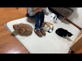 猫に囲まれる生活を楽しむ家族