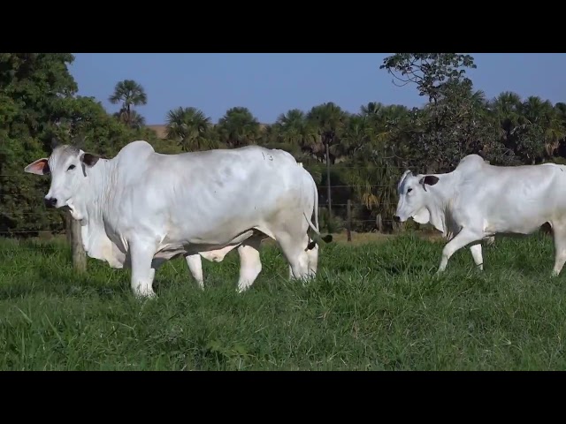 Lote 13   Leilão Virtual de Fêmeas Nelore RSAN