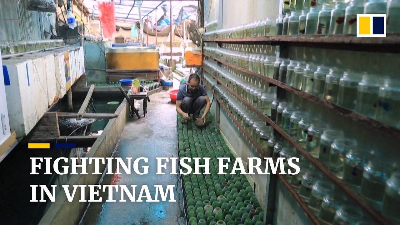 Vietnamese farmer raises thousands of fighting fish in separate bottles