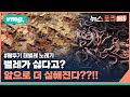 "벌레가 비처럼 떨어진다"..고? 다 인간 때문에 생긴 일이야 / 뉴스토리 × 비디오머그