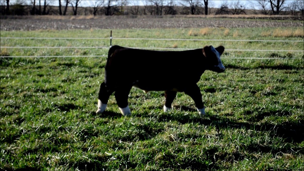 Monopoly steer - preview