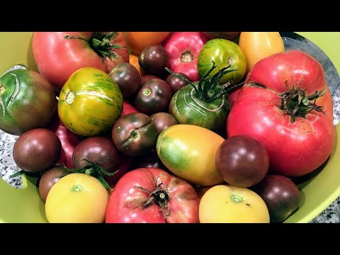 Video: Tomato Kumir: popis odrody, vlastnosti, pestovateľské vlastnosti