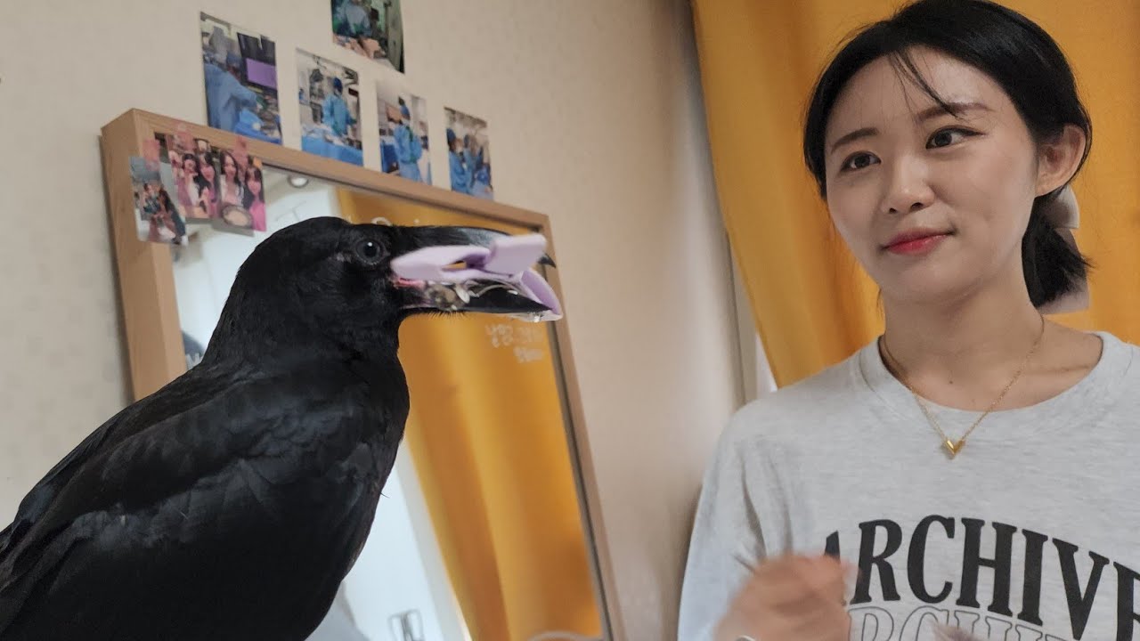 고양이집사가 까마귀를 주웠더니ㅋㅋㅋ 산책까마귀라고 들어는 보셨나요??