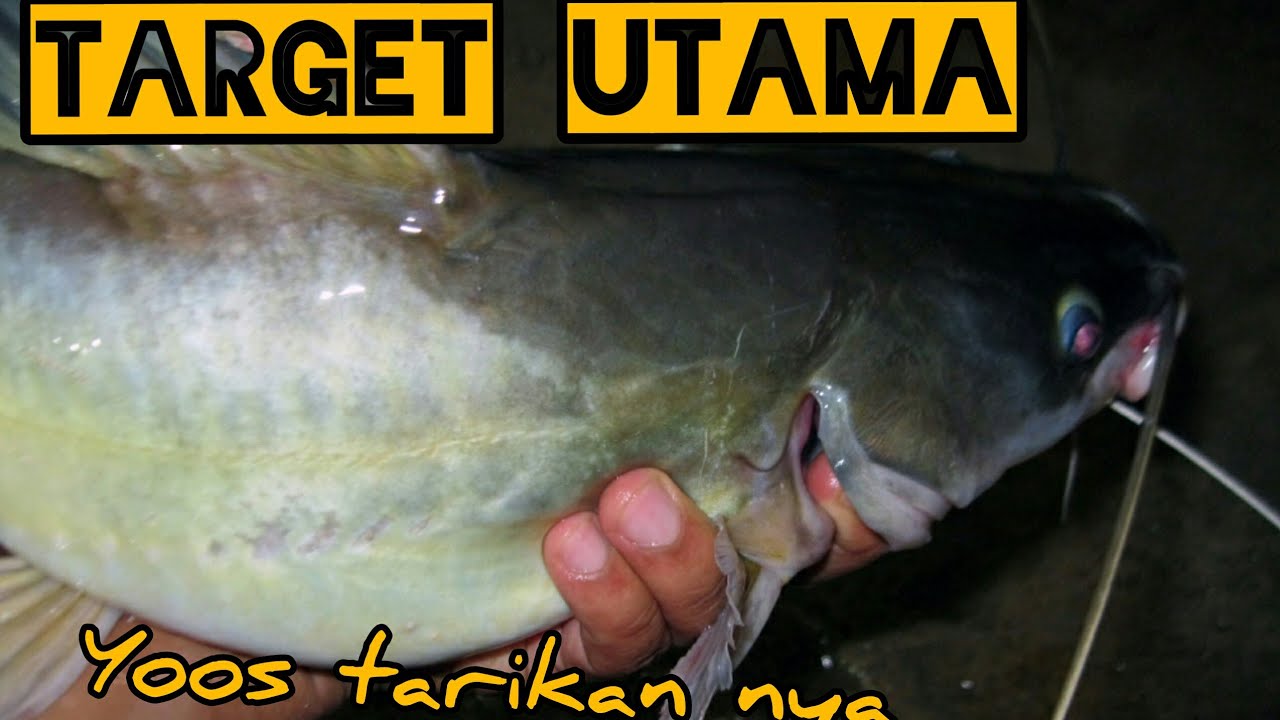 mancing ikan sungai pakai umpan jangkrik