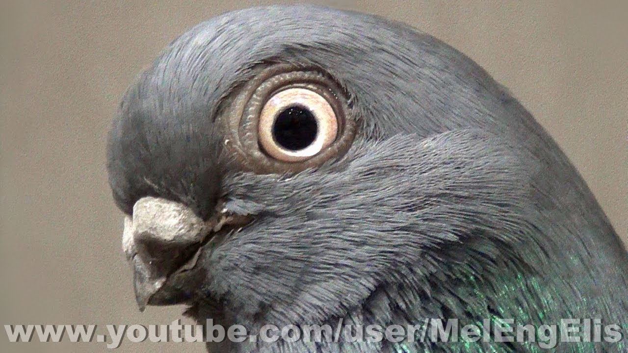 Pigeon Court-bec de Berlin bleu - Berlin Short Faced Tumbler - Berliner Kurze