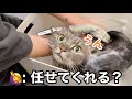 シャンプー中、ママを信じて身を任せる猫が可愛すぎました…