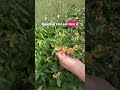 Peony tips!⬆️⬆️⬆️ Stuff we have for you to learn and enjoy: 🌻YouTube 🌻The Live Gardening