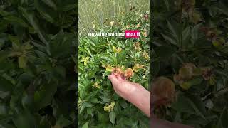 Peony tips!⬆️⬆️⬆️ Stuff we have for you to learn and enjoy: 🌻YouTube 🌻The Live Gardening