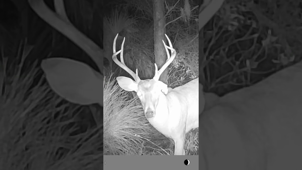 SWAMP BUCK - About as big as they come in FL  