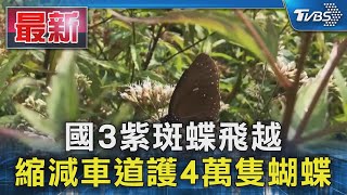 國3紫斑蝶飛越 縮減車道護4萬隻蝴蝶｜TVBS新聞 @TVBSNEWS01