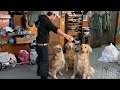 私は鳴子いりオモチャで三頭の猛犬を意のままに操ることができる