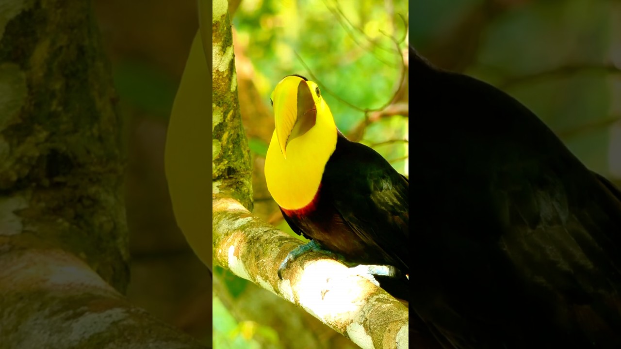 The Best Free 4K Video Footage Sources (for Your Projects!)