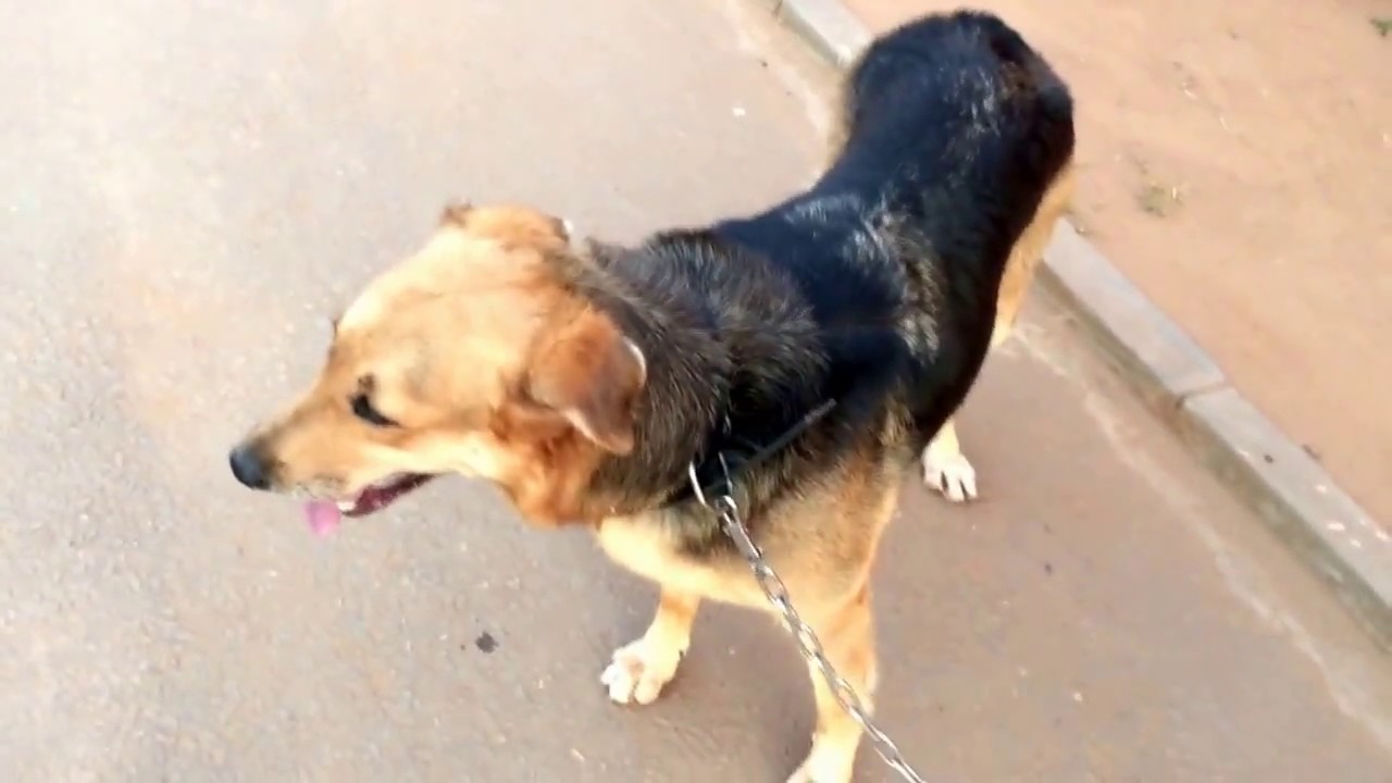 Dog walking in Kampala, Uganda | Dog Snarling at Me!