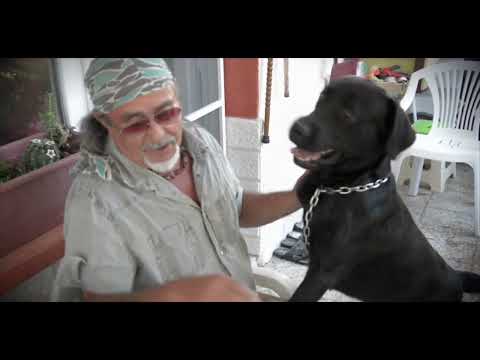 Video: Empati Canine