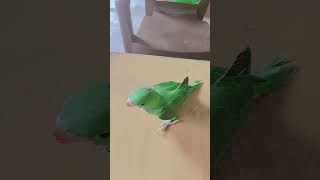 सांवरे सुरतिया#reel#short#shortfeed#trending #viral video