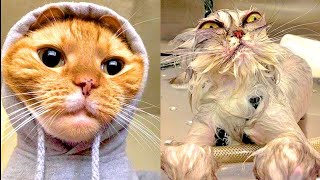 😺 Invasion of cats! 🐈 Compilation of funny cats and kittens for a good mood! 😻 by Pets SGlobal  48 views 1 year ago 4 minutes, 49 seconds