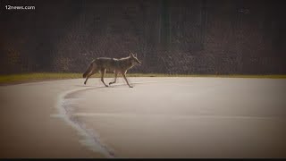 Famous Prescott police warn residents about string of coyote attacks Wealth