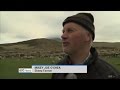 IRISH FARMER'S STRONG ACCENT IN COUNTY KERRY IRELAND - MISSING SHEEP