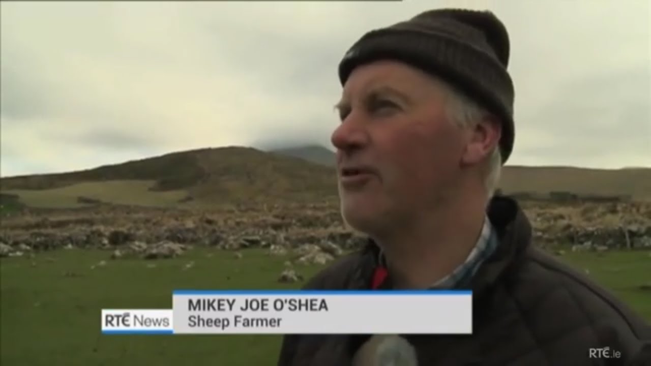 IRISH FARMERS STRONG ACCENT IN COUNTY KERRY IRELAND   MISSING SHEEP