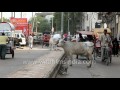 Cows roam among people on the streets of Delhi